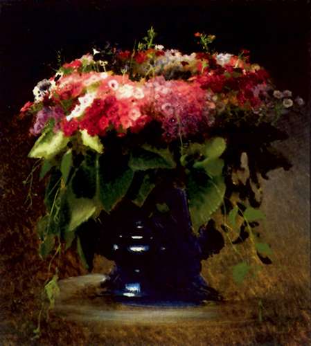 Флоксы.